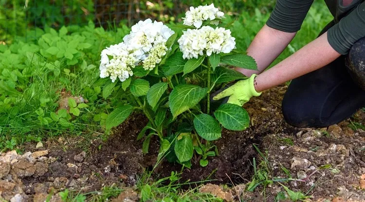 are coffee grounds good fertilizer for hydrangeas mix with mulch