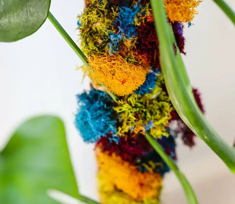 attach colorful accents to the support for climbing plants colored moss