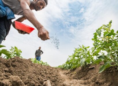 best fertilizer for vegetable garden balanced fertilizer