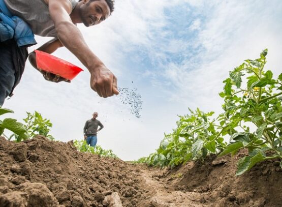 best fertilizer for vegetable garden balanced fertilizer