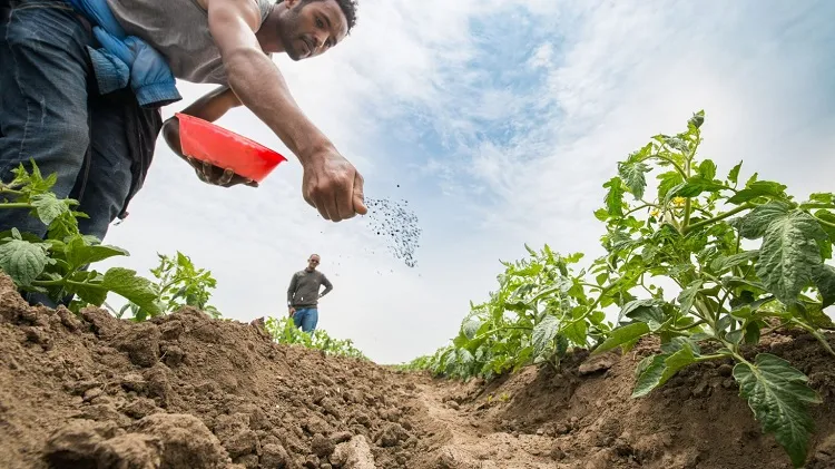 best fertilizer for vegetable garden balanced fertilizer