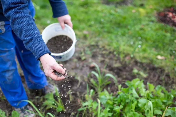 best fertilizer for vegetable garden manure from cows sheeps chicken