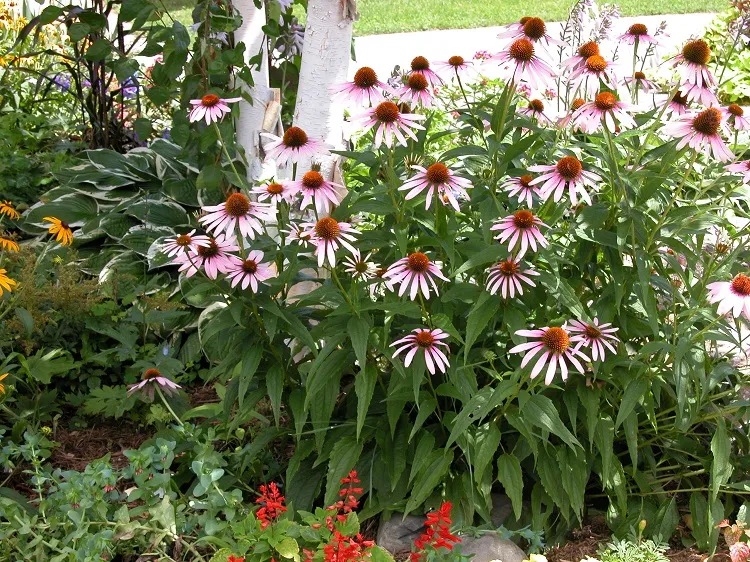 best perennial flowers that bloom all year coneflower