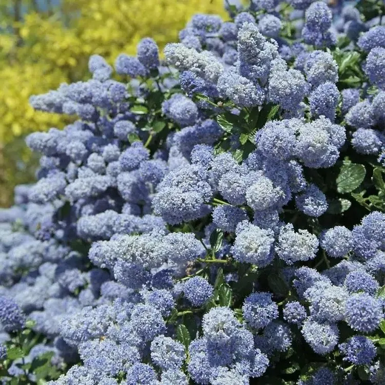 best shrubs for full sun easy care good bushy habit californian lilac