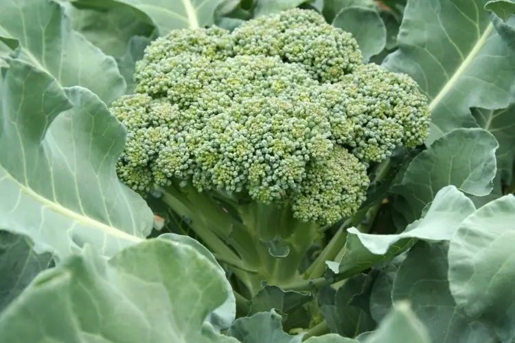 broccoli grows slowly and must be planted in time