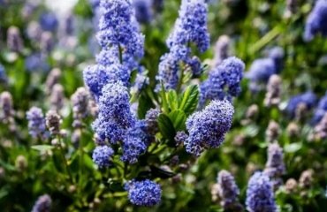 california lilac pruning easy guide care tips when how