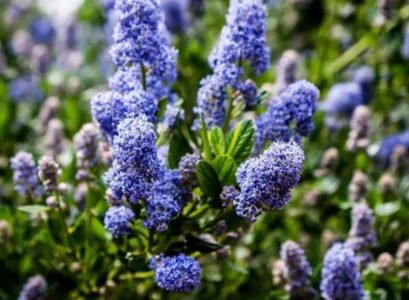 california lilac pruning easy guide care tips when how