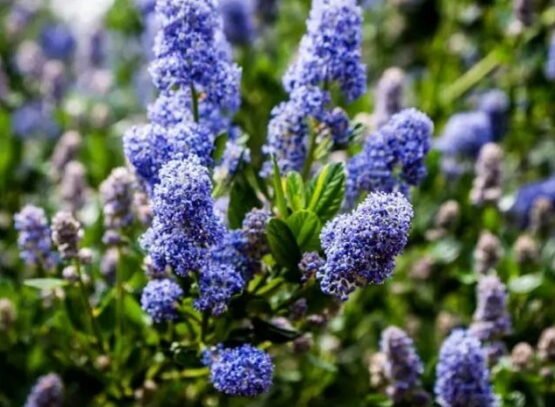 california lilac pruning easy guide care tips when how