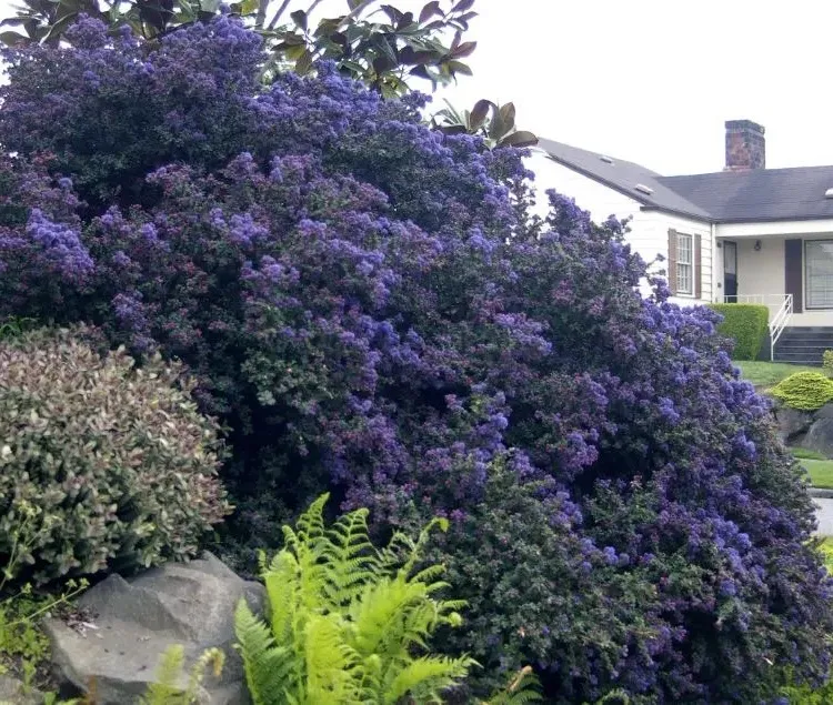 california lilac pruning when how to maintain according to type