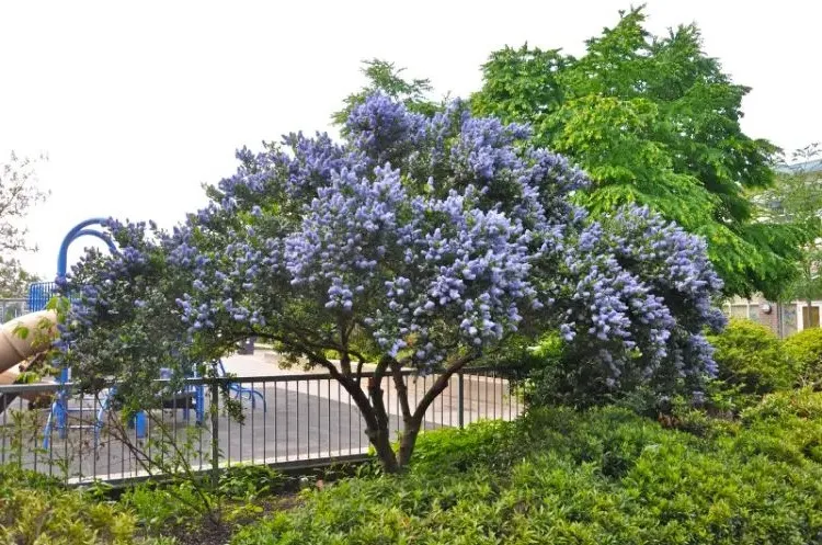 california lilac pruning when how to prune evergreen deciduous leaves