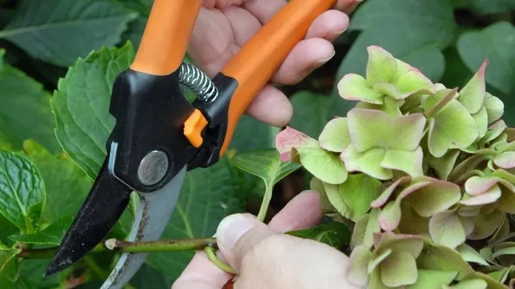 can i prune my hydrangea in the summer with care carefully (1)