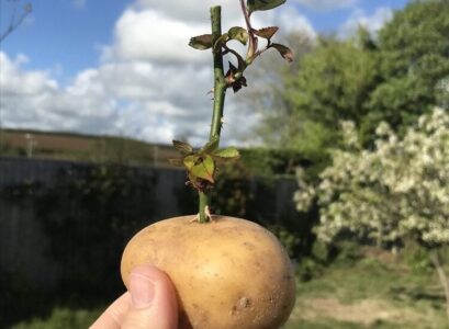 can you grow rose cuttings in a potato does this method work