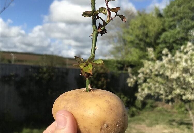 can you grow rose cuttings in a potato does this method work