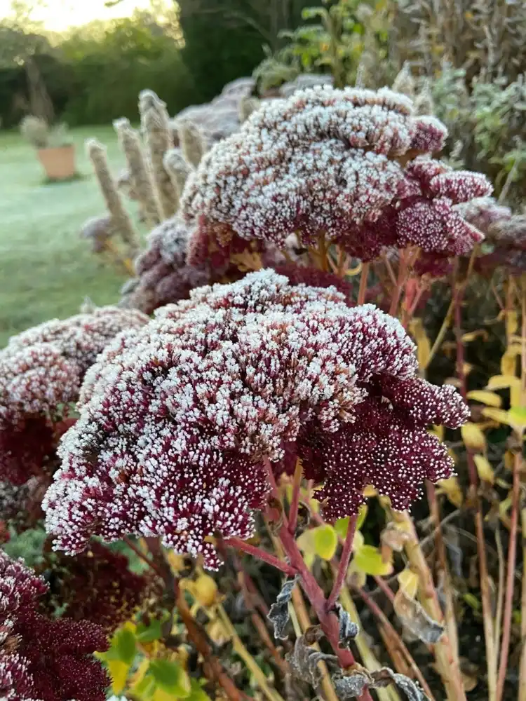 do not cut back perennials that are attractive in winter and provide food