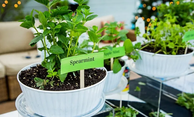 does mint grow well in a container fill with well draining potting mix soil (1)