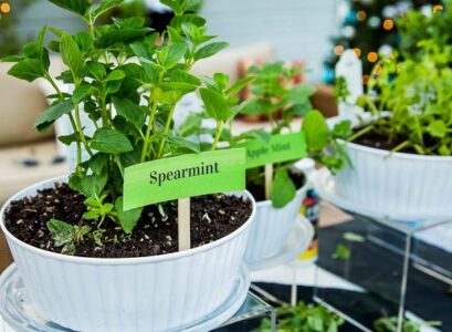 does mint grow well in a container fill with well draining potting mix soil