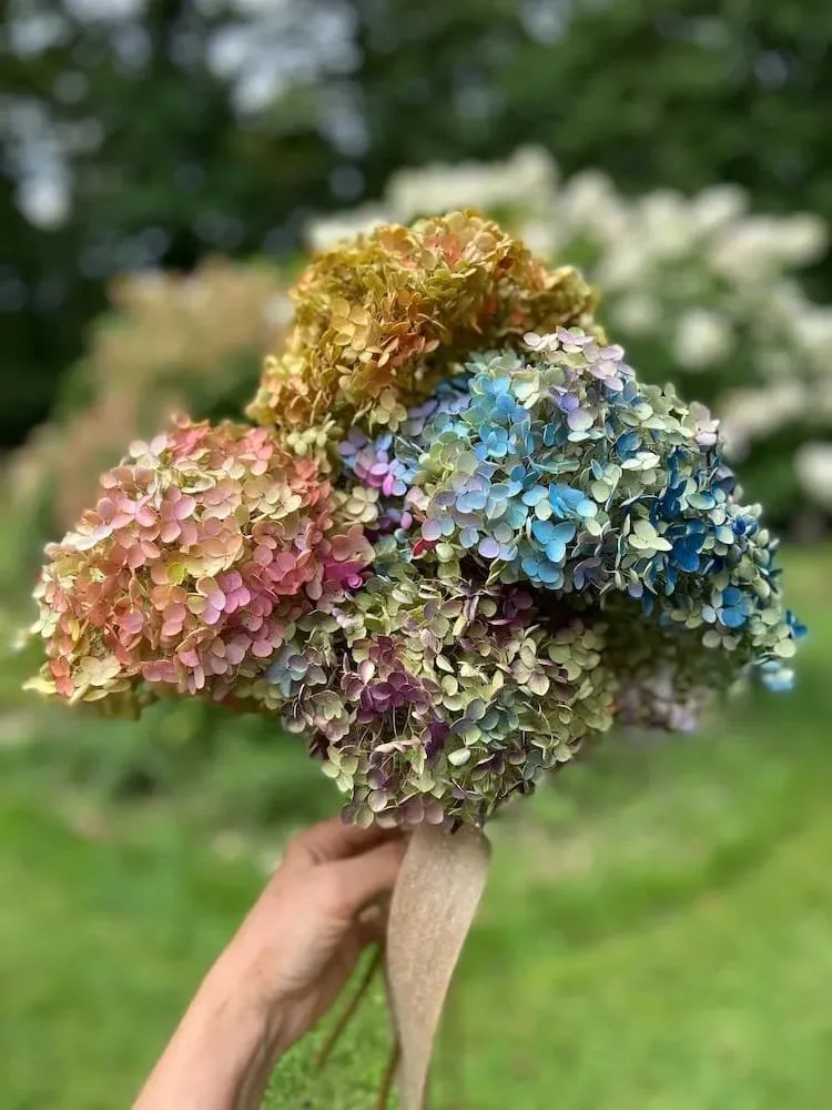 dried hydrangea bouquet how do you dry hydrangea flowers at home