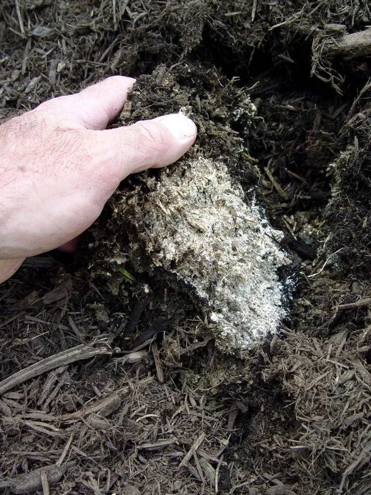 eliminate fungus from mulch by hand