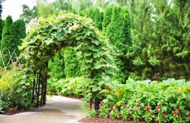 evergreen climbing plants for shady areas