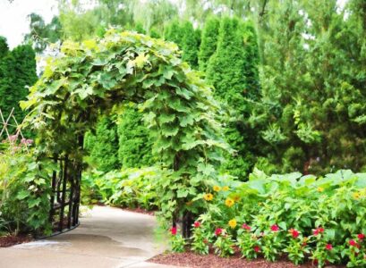 evergreen climbing plants for shady areas