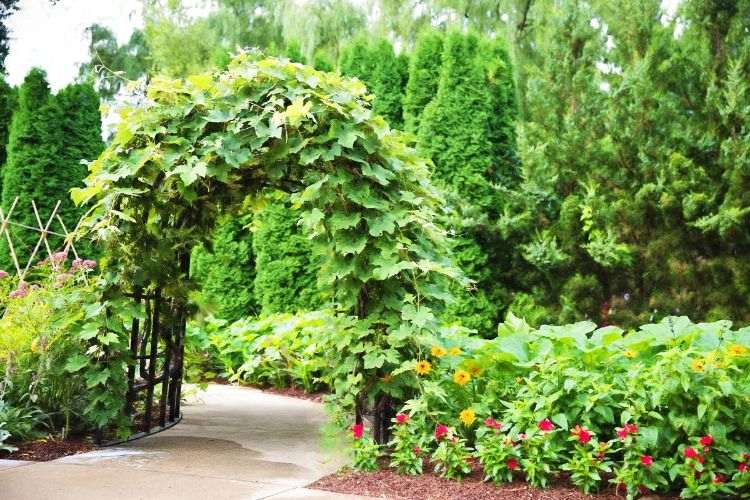 vines for shady areas
