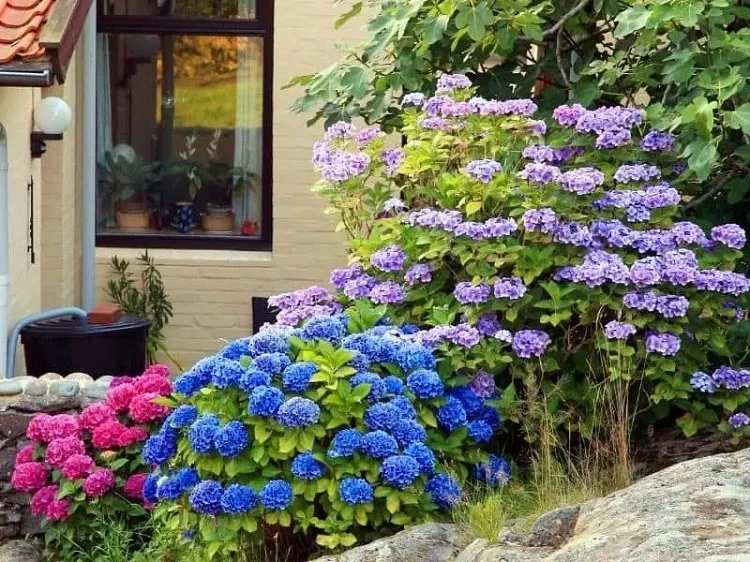 fertilizing hydrangeas with coffee grounds check the soil's acidity to determine the amount