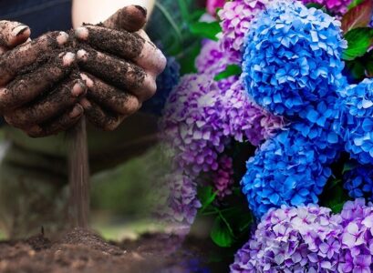 fertilizing hydrangeas with coffee grounds feed the plant for showy flowers
