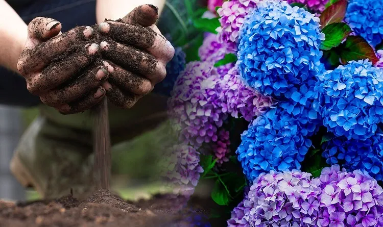 fertilizing hydrangeas with coffee grounds feed the plant for showy flowers