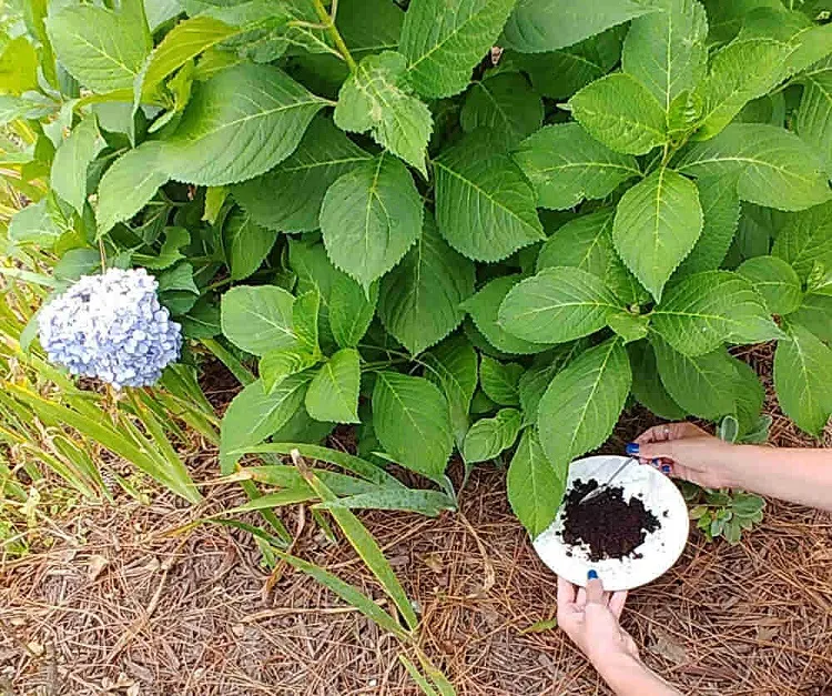fertilizing hydrangeas with coffee grounds precise the quality