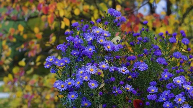 flowers for fall garden