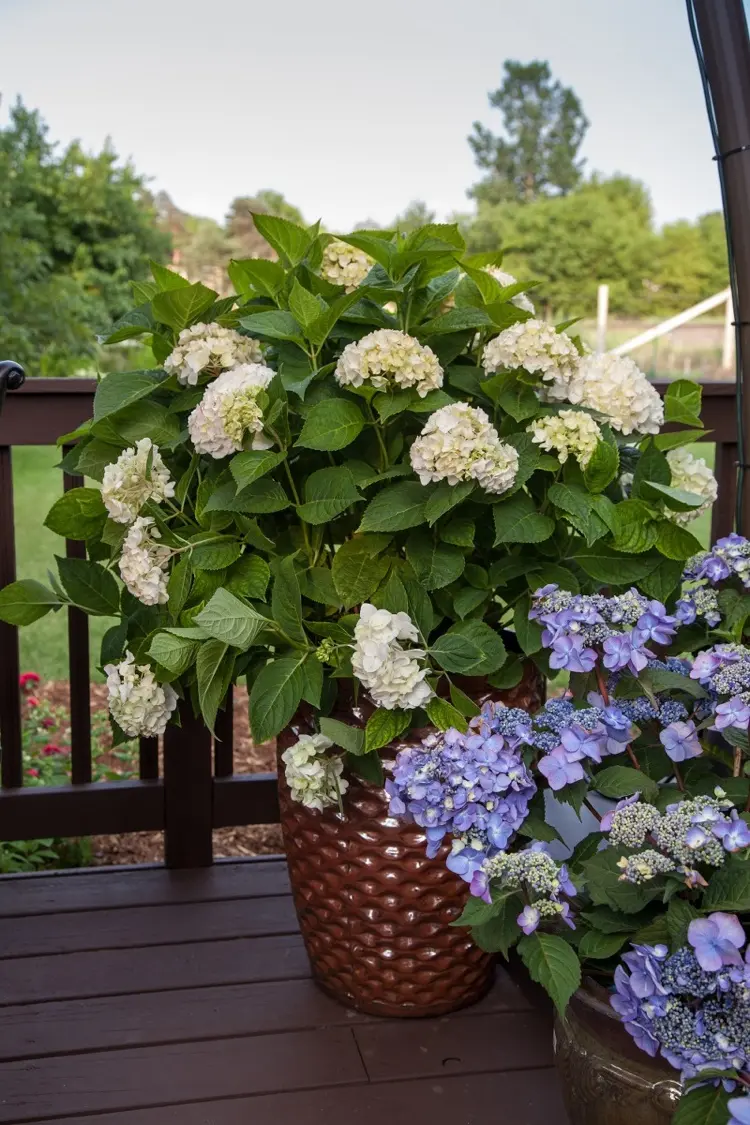 for hydrangeas in pots cut off withered flowers in summer