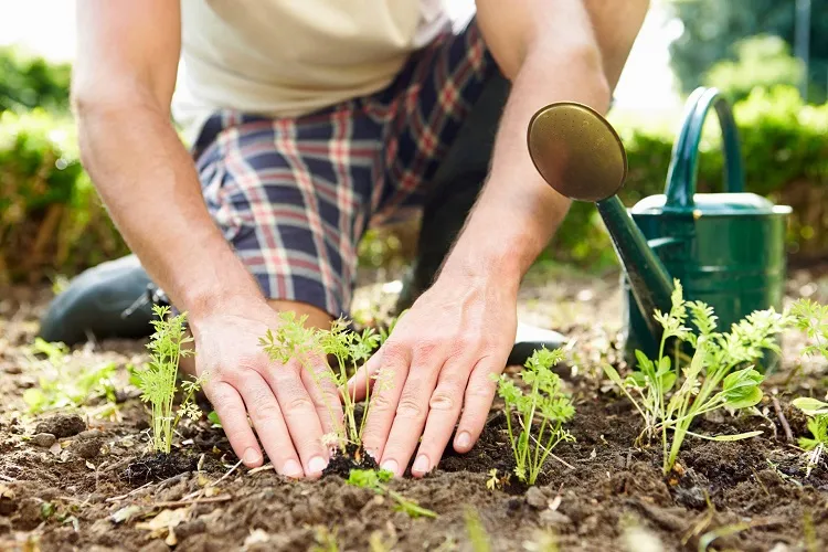 gardening tips for september plant carrots