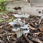 get rid of fungus in mulch