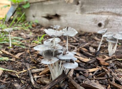 get rid of fungus in mulch