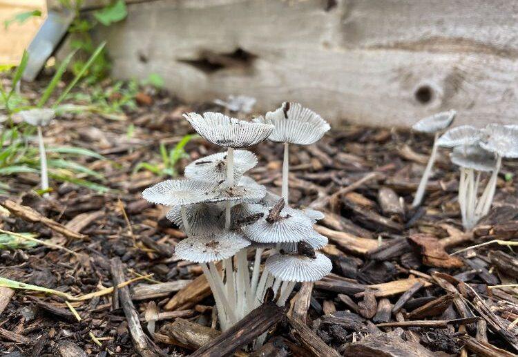 get rid of fungus in mulch