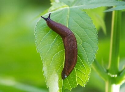 get rid of slugs in the garden how to get rid of slugs in garden naturally