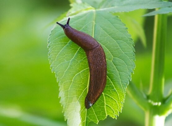 get rid of slugs in the garden how to get rid of slugs in garden naturally