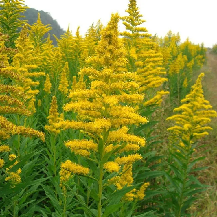 goldenrod what fall flowers to plant in your garden