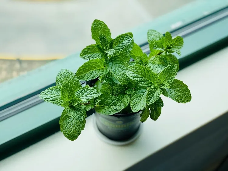 growing mint in pots place near the windowsill