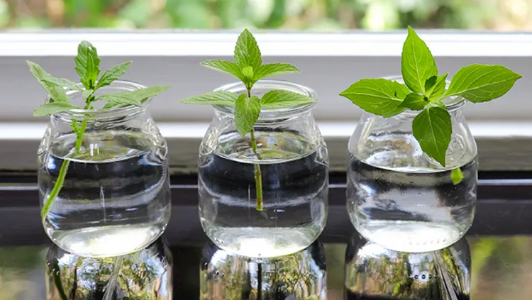growing mint in pots submerge cuts into a glass with water