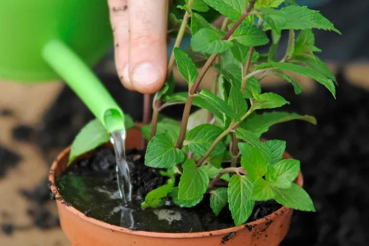 growing mint in pots water frequently but not overwater (1)