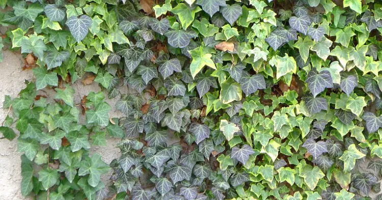 hedera helix ivy plant