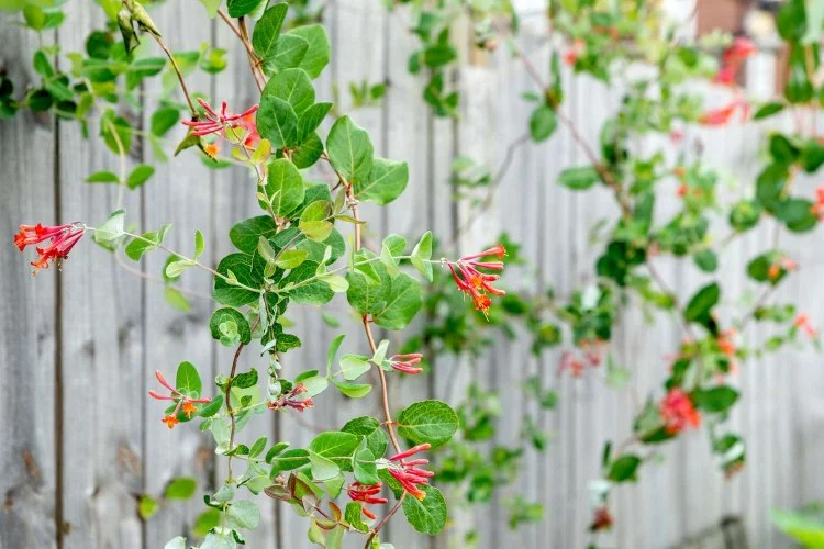 honeysuckle climbing plant for house walls and fences