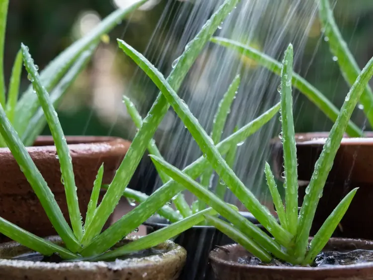 how often to water aloe vera plant