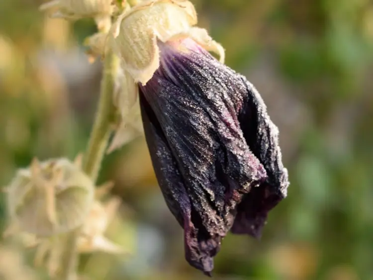 how to cut back hollyhocks after flowering