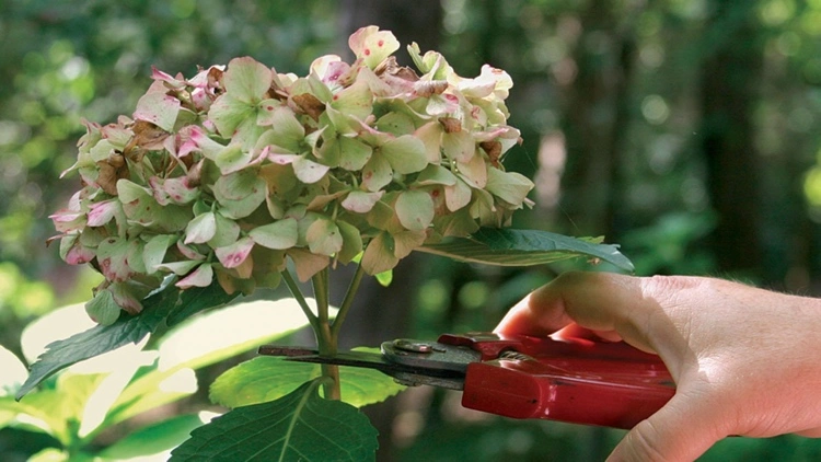 how to cut withered hydrangeas properly