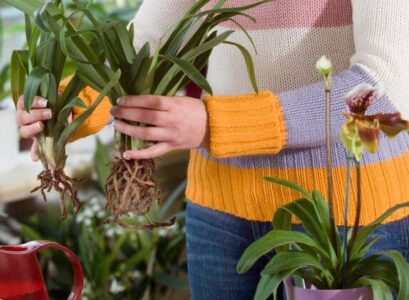 how to divide an orchid succesful method dendrobium cattleya