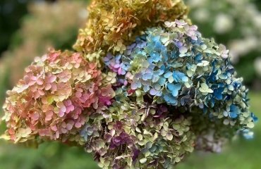 how to dry hydrangea blooms best methods for drying hydrangea blooms at home