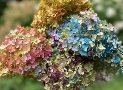 how to dry hydrangea blooms best methods for drying hydrangea blooms at home