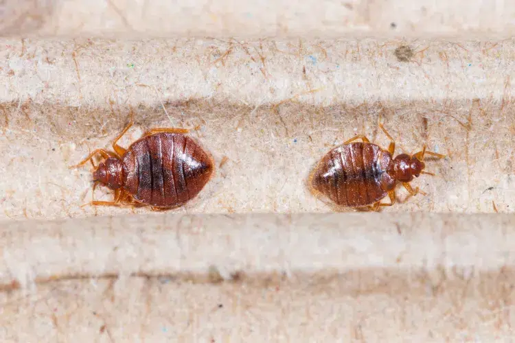 how to get rid of bedbugs 2023